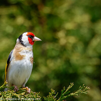 Buy canvas prints of Goldfinch perched by Pete Evans