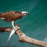 Buy canvas prints of Osprey with prey by Pete Evans
