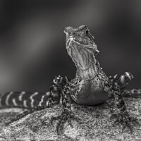 Buy canvas prints of Dragon in black and white by Pete Evans