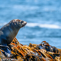 Buy canvas prints of Seal of Approval by Pete Evans