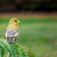 Buy canvas prints of The Greenfinch by Pete Evans