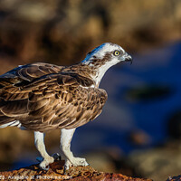 Buy canvas prints of Osprey on the Rocks by Pete Evans