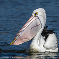 Buy canvas prints of The Pelican by Pete Evans