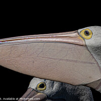 Buy canvas prints of Pelicans Beak by Pete Evans