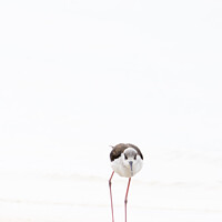 Buy canvas prints of Abstract nonphotoBlack winged Stilt by Pete Evans