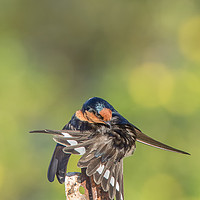 Buy canvas prints of Swallow Stretching by Pete Evans