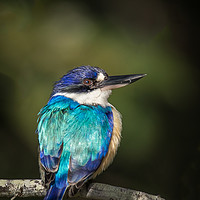 Buy canvas prints of The Forest Kingfisher by Pete Evans