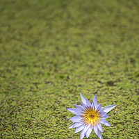 Buy canvas prints of Lily in a pond  by Pete Evans