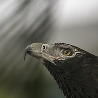 Buy canvas prints of Wedge-tail Eagle by Pete Evans
