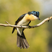 Buy canvas prints of Restless Flycatcher  by Pete Evans