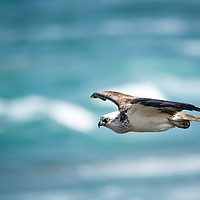 Buy canvas prints of Osprey Cruise Control by Pete Evans