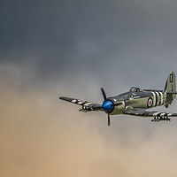 Buy canvas prints of Sea Fury Warplane  by Pete Evans
