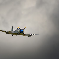 Buy canvas prints of The Hawker Sea Fury by Pete Evans