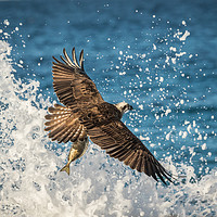 Buy canvas prints of The Osprey's Catch by Pete Evans