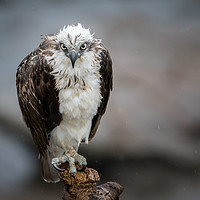 Buy canvas prints of Osprey in the rain by Pete Evans