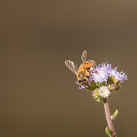 Buy canvas prints of Busy Bee by Pete Evans