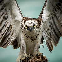 Buy canvas prints of The Eagle has Landed by Pete Evans