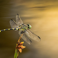 Buy canvas prints of Dragonfly on Golden Pond by Pete Evans