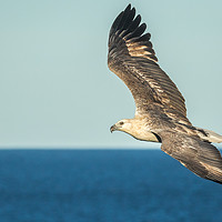 Buy canvas prints of Where Eagles Soar by Pete Evans