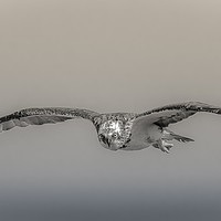Buy canvas prints of Gaze of the Osprey by Pete Evans