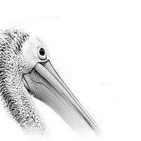 Buy canvas prints of Pelican in White by Pete Evans