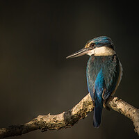 Buy canvas prints of Sacred Kingfisher by Pete Evans