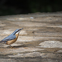 Buy canvas prints of Nuthatch at Plitvice Lakes by Pete Evans