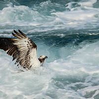 Buy canvas prints of Osprey Fishing by Pete Evans