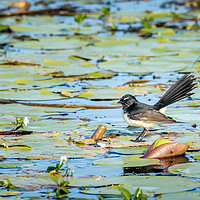 Buy canvas prints of Willie Wagtail on a Lilypond by Pete Evans