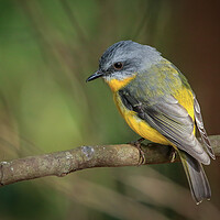 Buy canvas prints of Yellow Robin  by Pete Evans