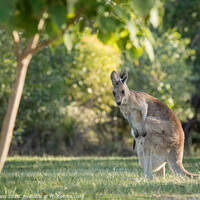 Buy canvas prints of Wild Kangaroo with baby in pouch by Pete Evans