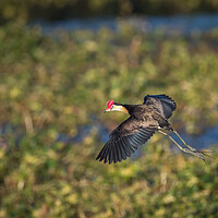 Buy canvas prints of A Jacana about to land on a pond full of weeds by Pete Evans