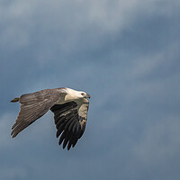 Buy canvas prints of White Bellied Sea-eagle by Pete Evans