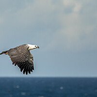 Buy canvas prints of White Bellied Sea-eagle by Pete Evans