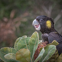 Buy canvas prints of yellow tailed black cockatoo by Pete Evans