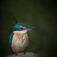 Buy canvas prints of A Sacred Kingfisher  by Pete Evans