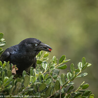 Buy canvas prints of Raven Mad by Pete Evans