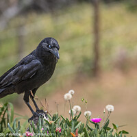 Buy canvas prints of Raven in a Flowerbed by Pete Evans