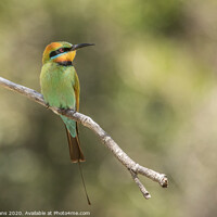 Buy canvas prints of Rainbow Bee-eater by Pete Evans