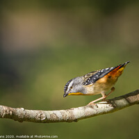 Buy canvas prints of Spotted Pardalote by Pete Evans