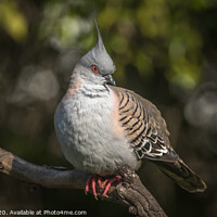 Buy canvas prints of Crested Pigeon by Pete Evans