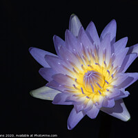 Buy canvas prints of The Waterlily by Pete Evans