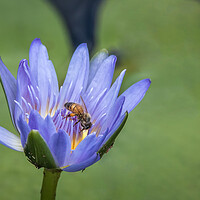Buy canvas prints of The Lily and the Bee by Pete Evans