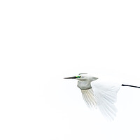 Buy canvas prints of White Bird by Pete Evans