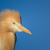 Buy canvas prints of Keep your Heron by Pete Evans