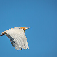 Buy canvas prints of Flight of the Egret by Pete Evans