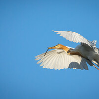 Buy canvas prints of Cattle Egret in flight by Pete Evans