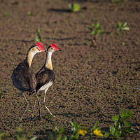 Buy canvas prints of Jacanas on the lake  by Pete Evans