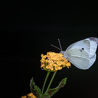 Buy canvas prints of Cabbage White Butterfly by Pete Evans