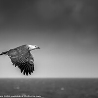 Buy canvas prints of Eagle in the rain  by Pete Evans